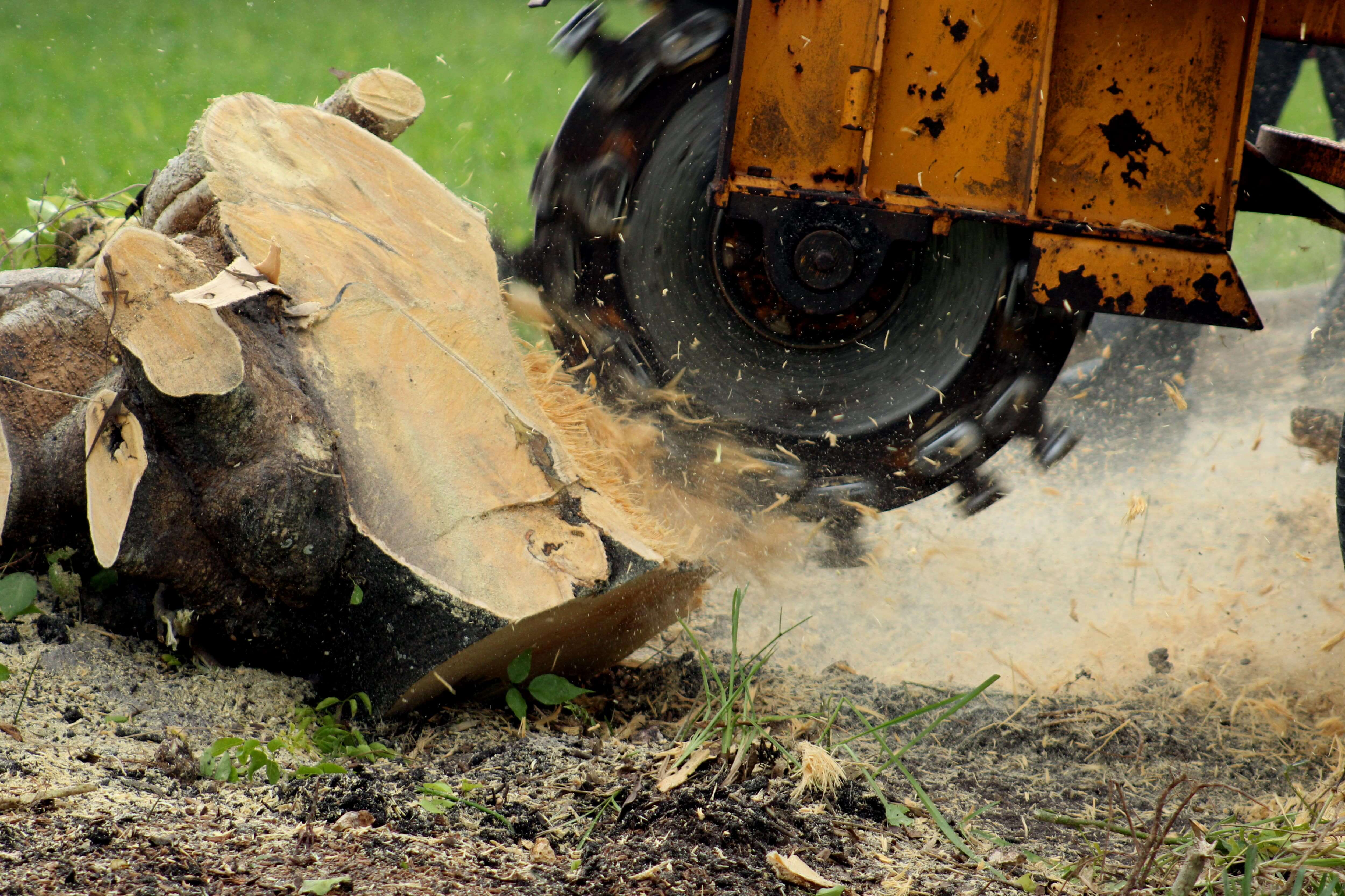 Cairns stump grinder in Cairns